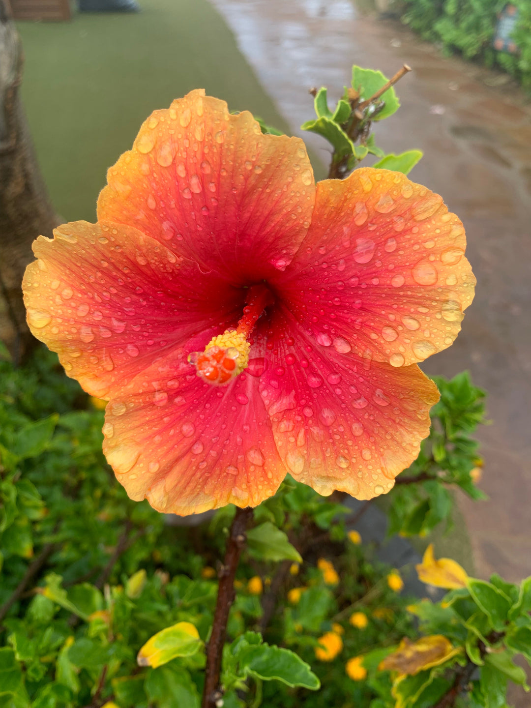 Loose leaf tea...but make it iced