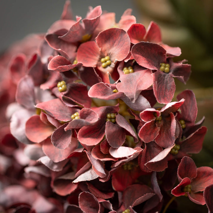Hydrangea Bush, Maroon