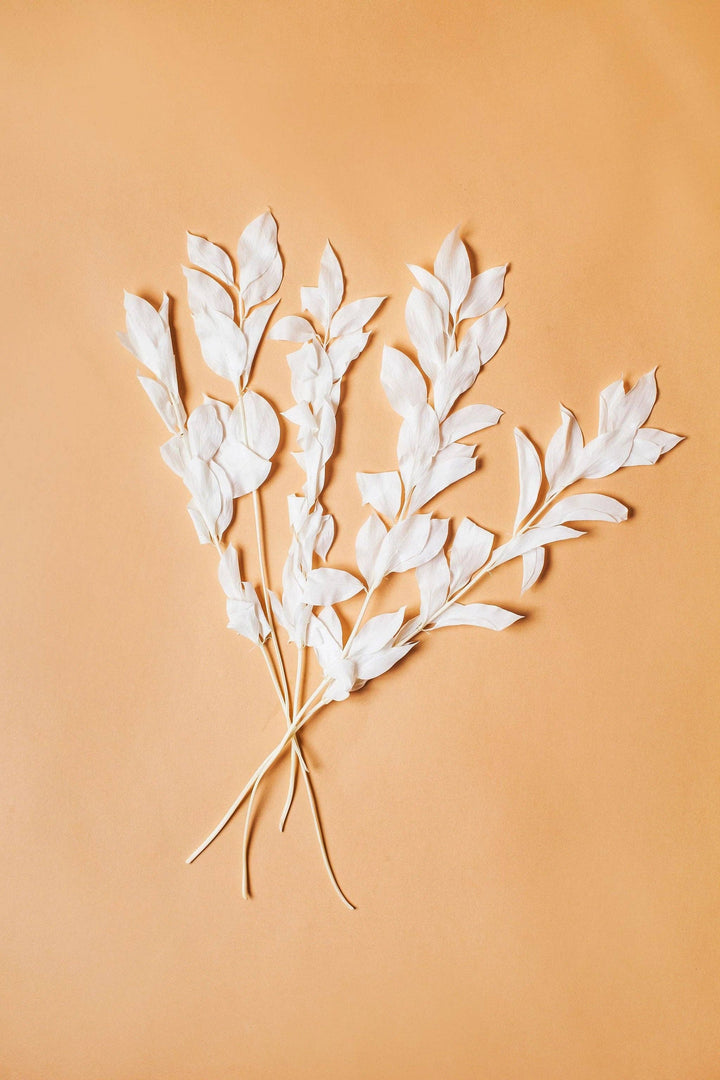 White Israeli Ruscus