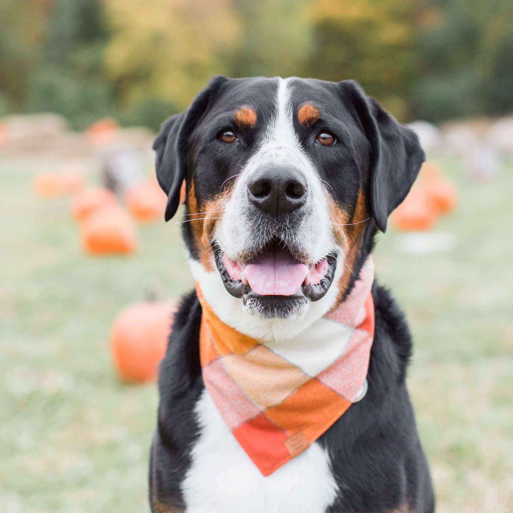 Foggy Dog 'Pumpkin Spice Flannel' Fall Dog Bandana