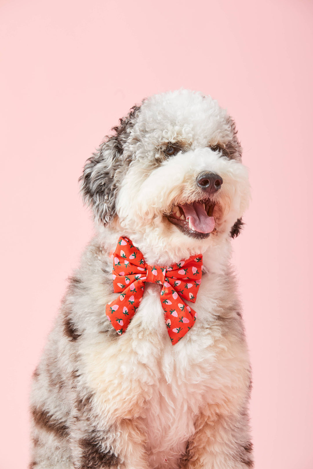 Berry Sweet Valentine's Day Lady Dog Bow
