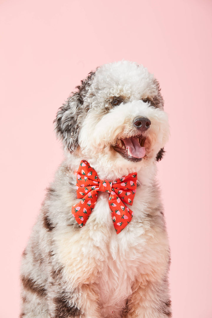 Berry Sweet Valentine's Day Lady Dog Bow