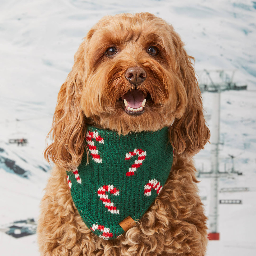 Foggy Dog 'Candy Cane' Knit Holiday Dog Bandana