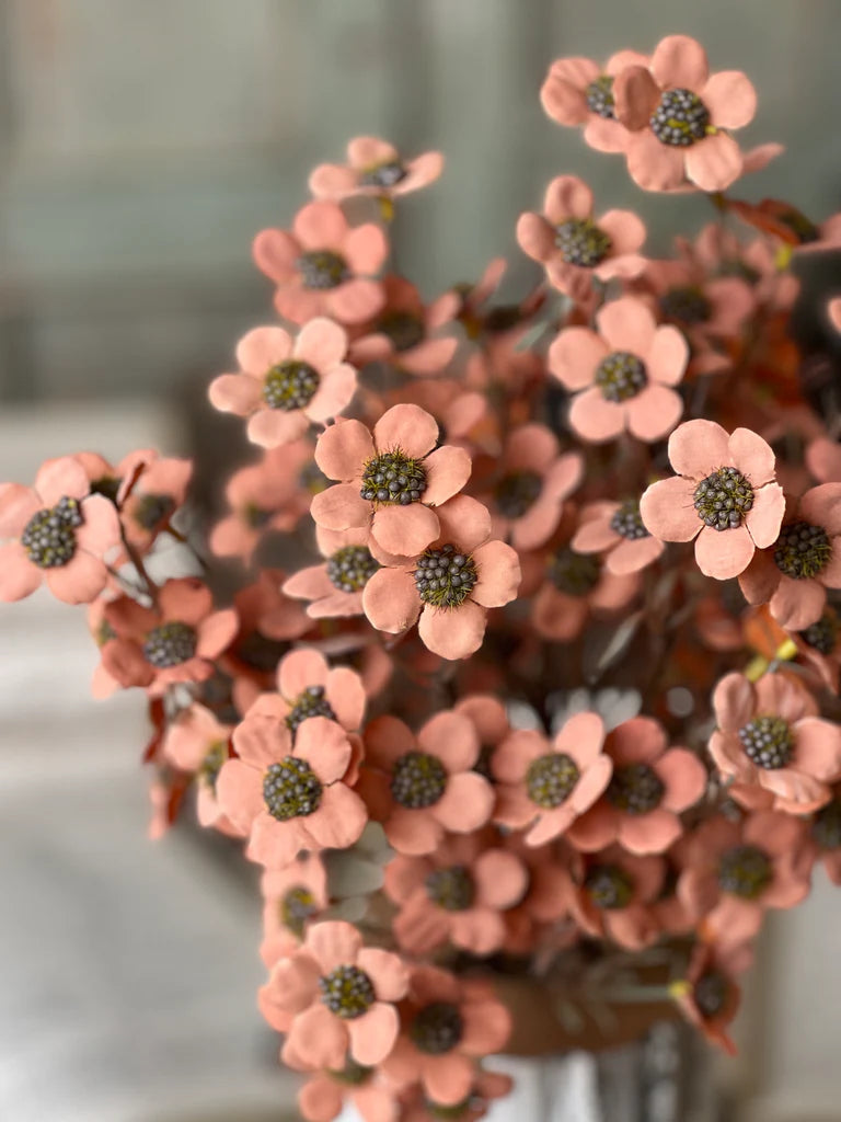 Timeless Blooms Bush - Coral