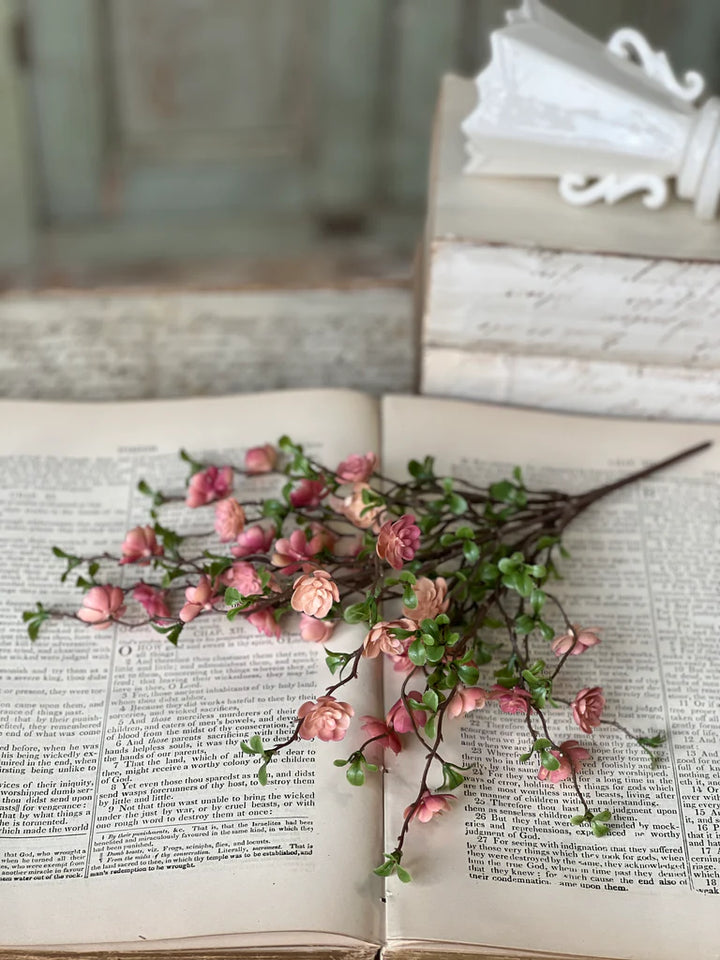 Pink Quince Bush