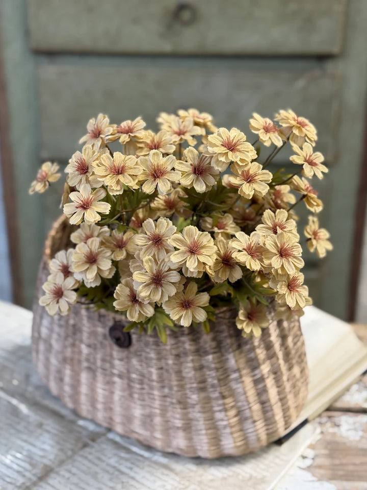 Courtland Cosmos | Flax