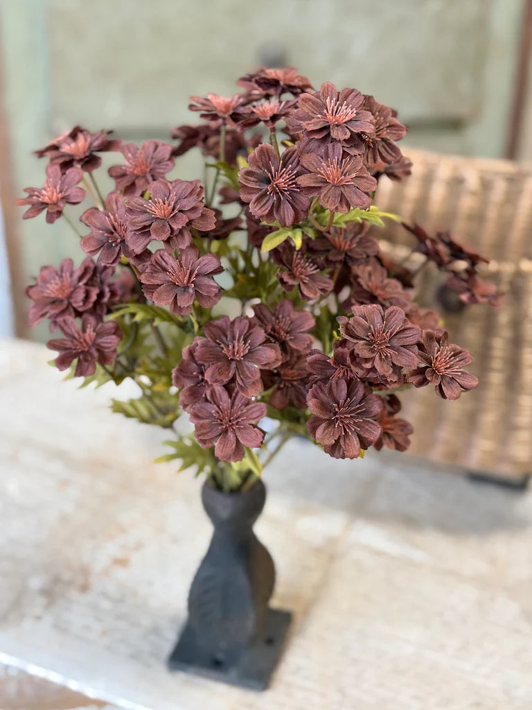 Courtland Cosmos | Umber