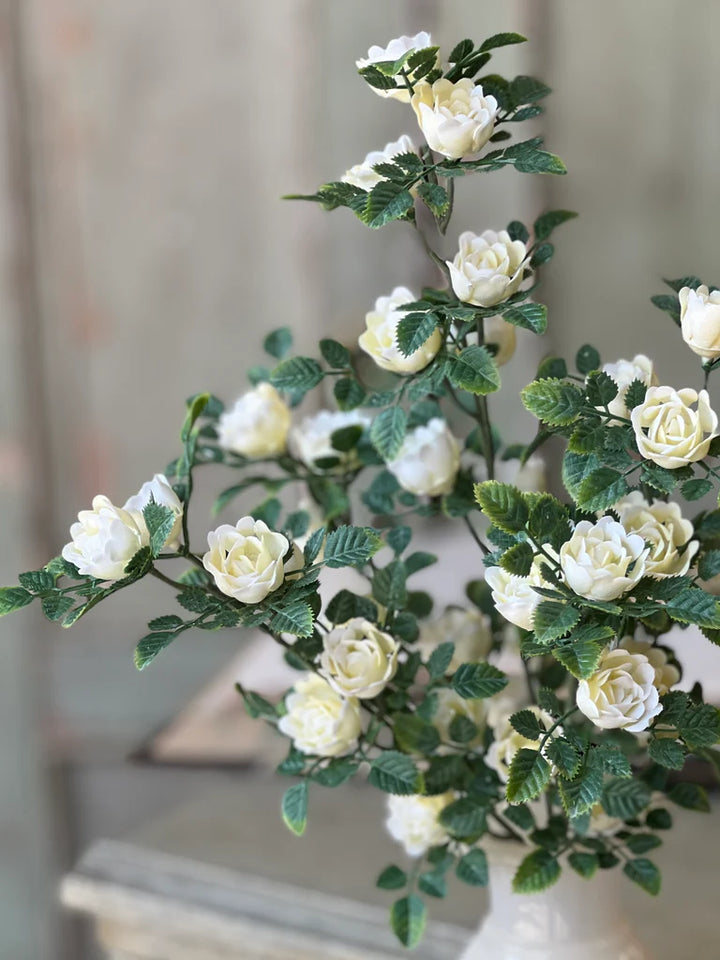 Cream Calloway Rose Bush