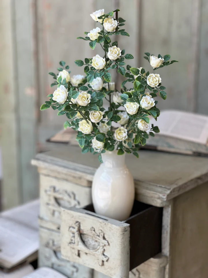 Cream Calloway Rose Bush