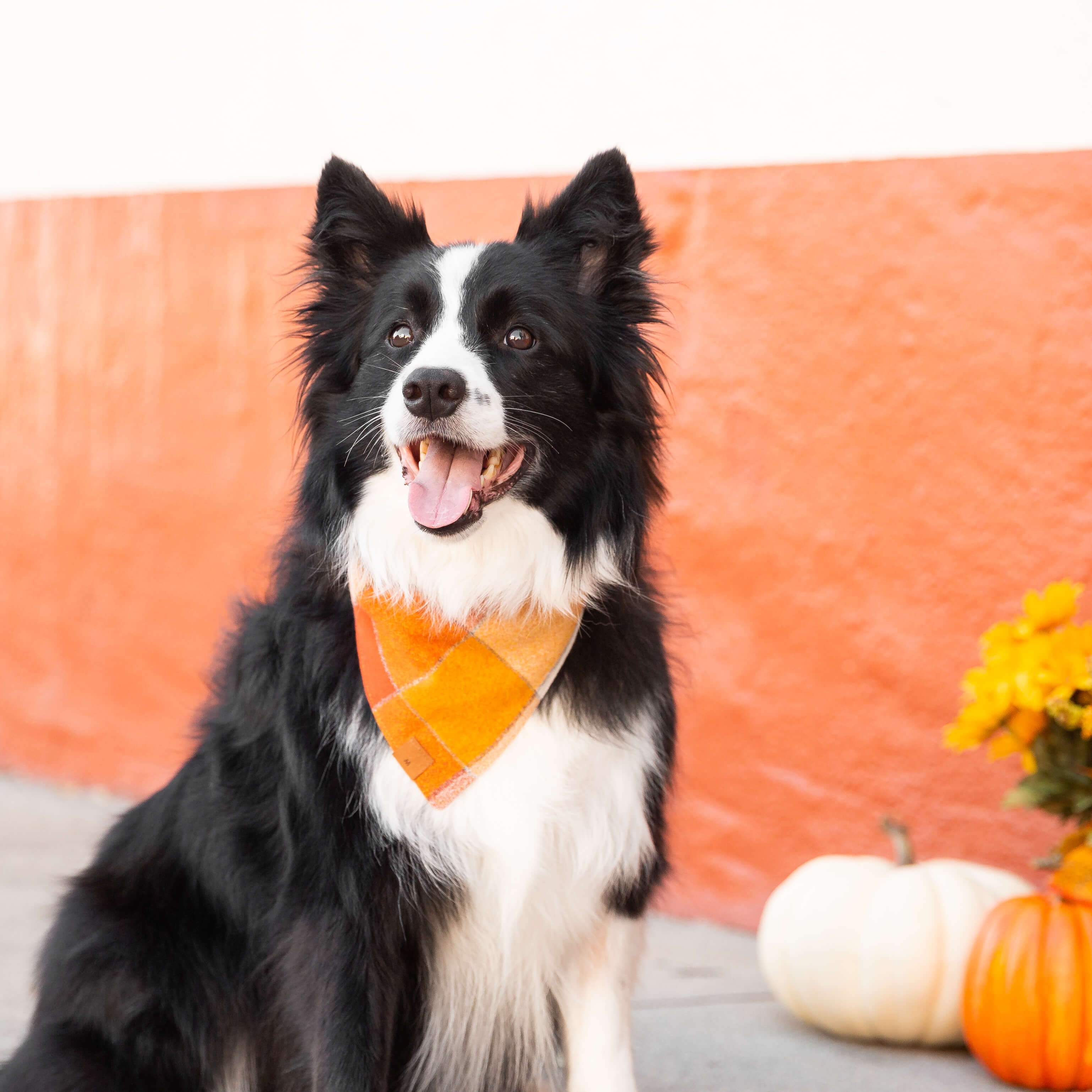 Foggy Dog 'Pumpkin Spice Flannel' Fall Dog Bandana