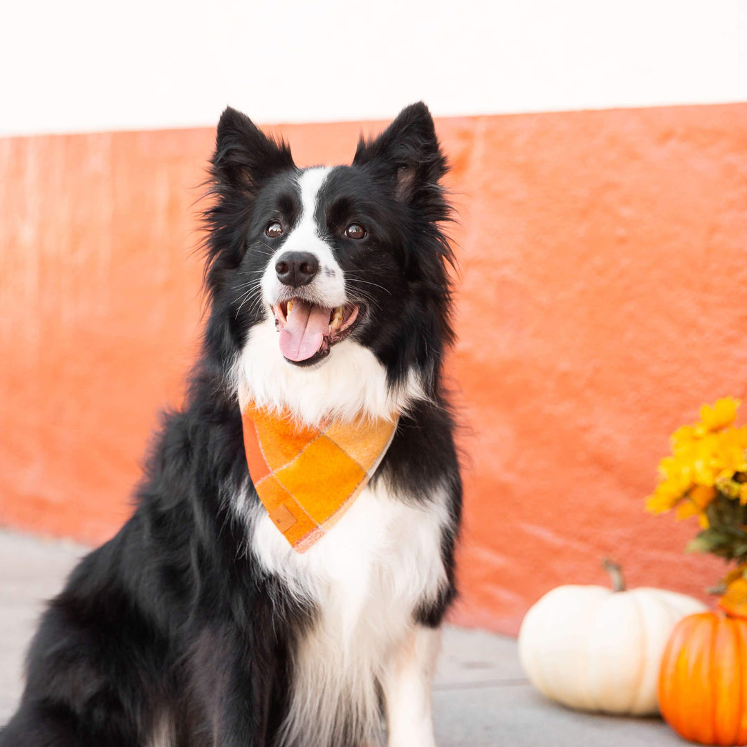 Foggy Dog 'Pumpkin Spice Flannel' Fall Dog Bandana