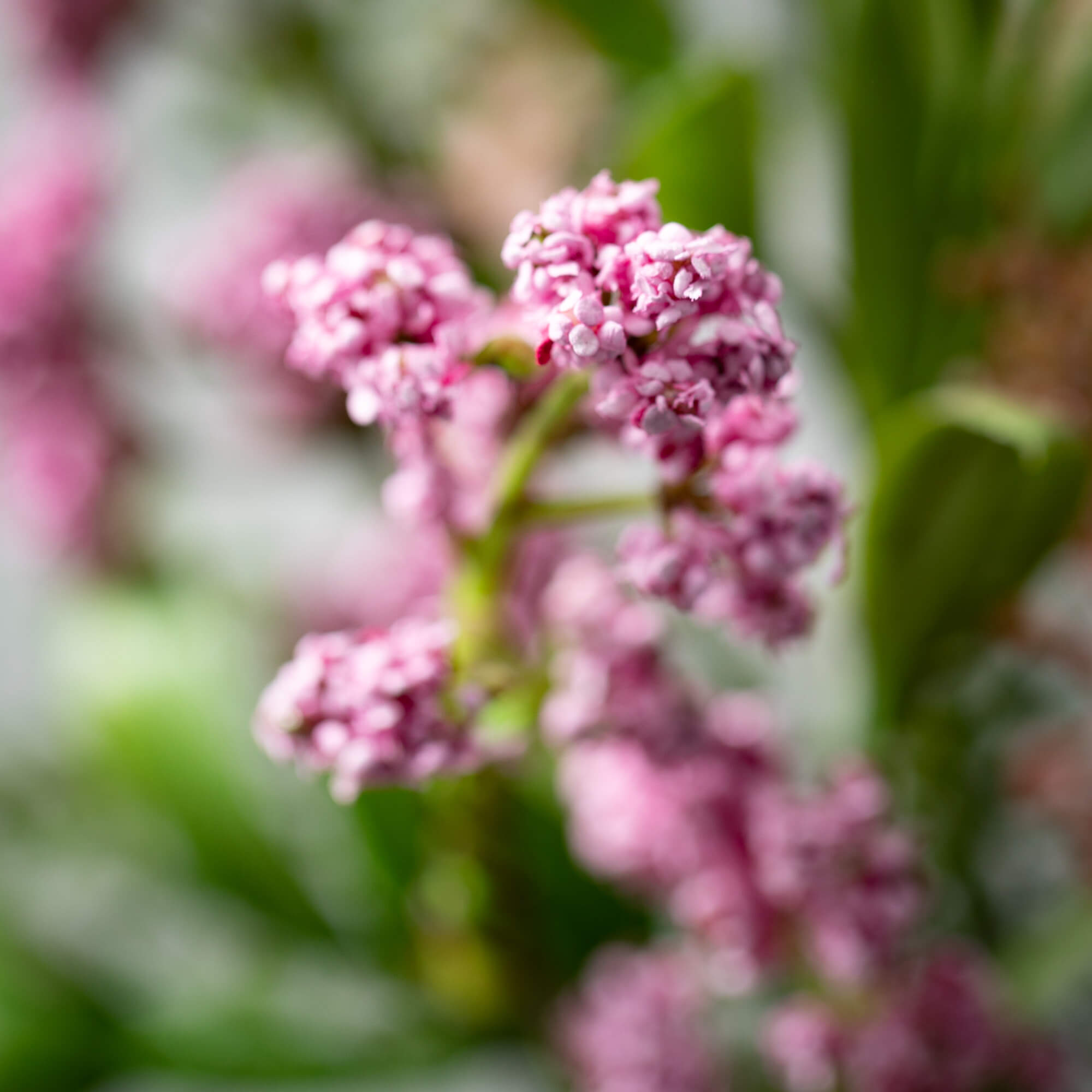 Leafy Blush Berry Pick
