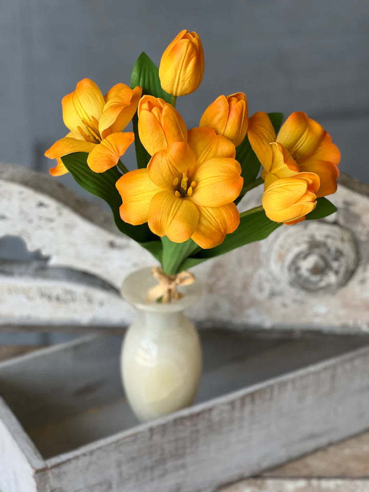 Sunbeam Tulip Bundle