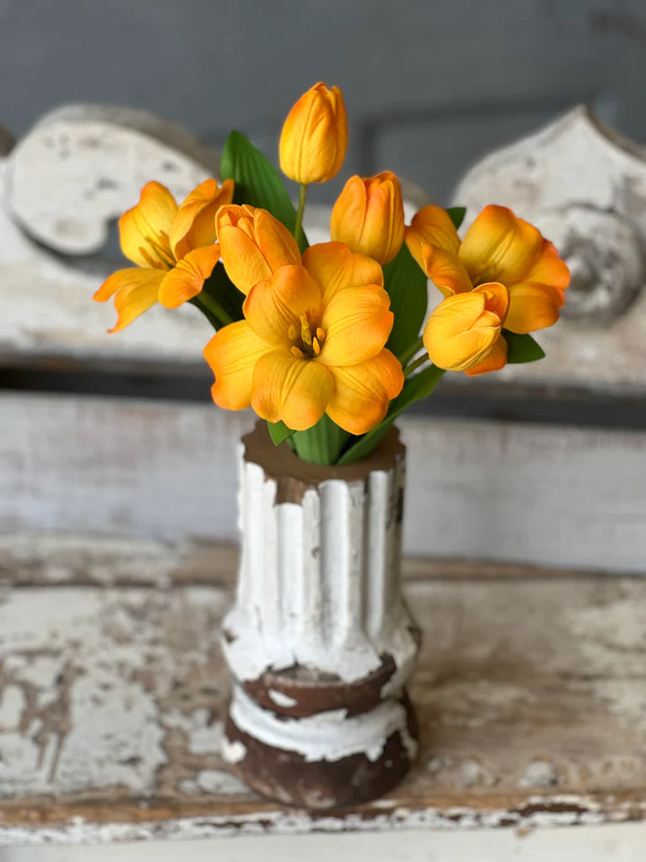 Sunbeam Tulip Bundle
