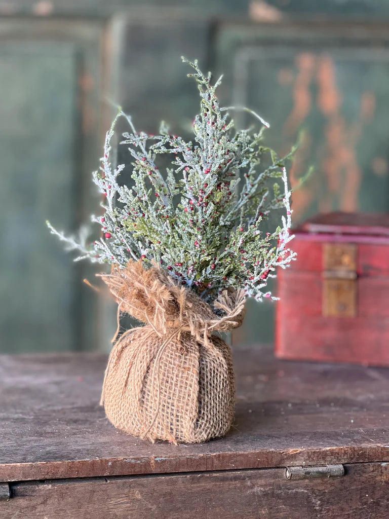 Snowy Cedar and Berries Sapling - 9"