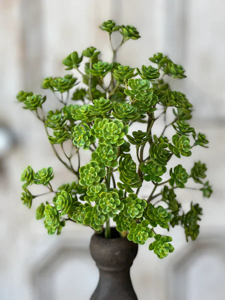 Mini Stonecrop Bush - 14"