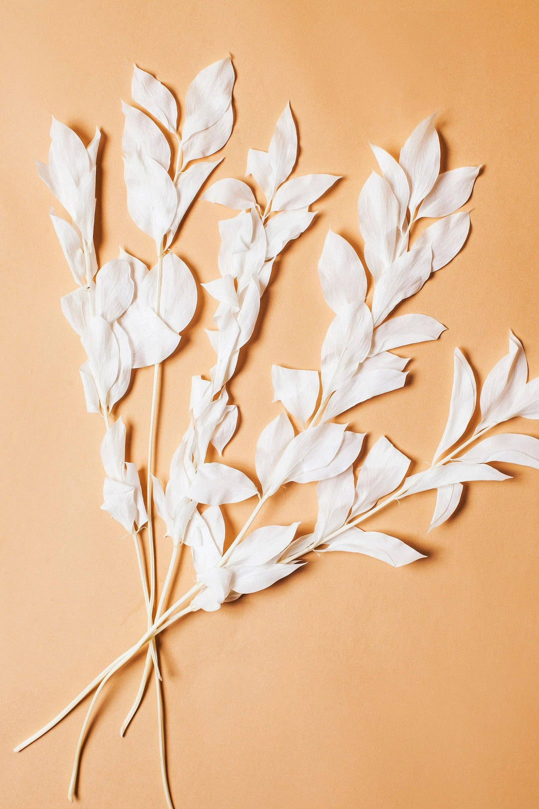 White Israeli Ruscus