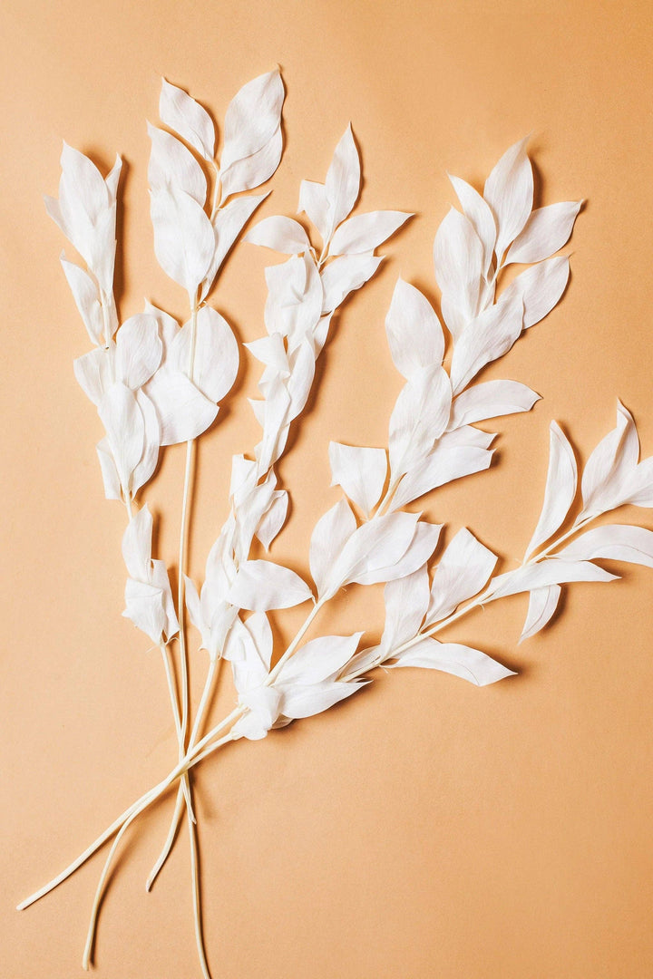 White Israeli Ruscus