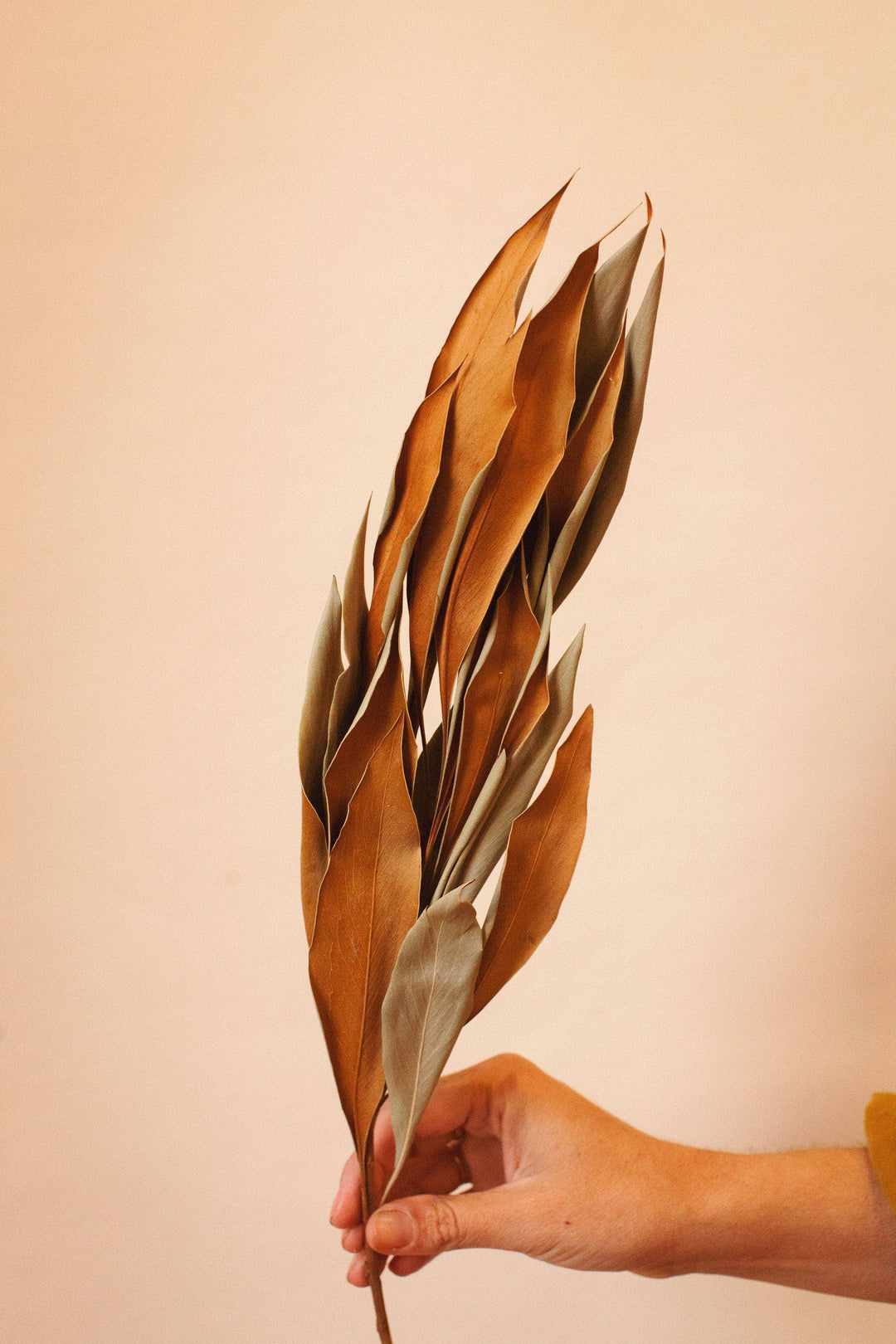Star Magnolia Leaf