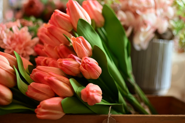 Peach Tulip Bundle